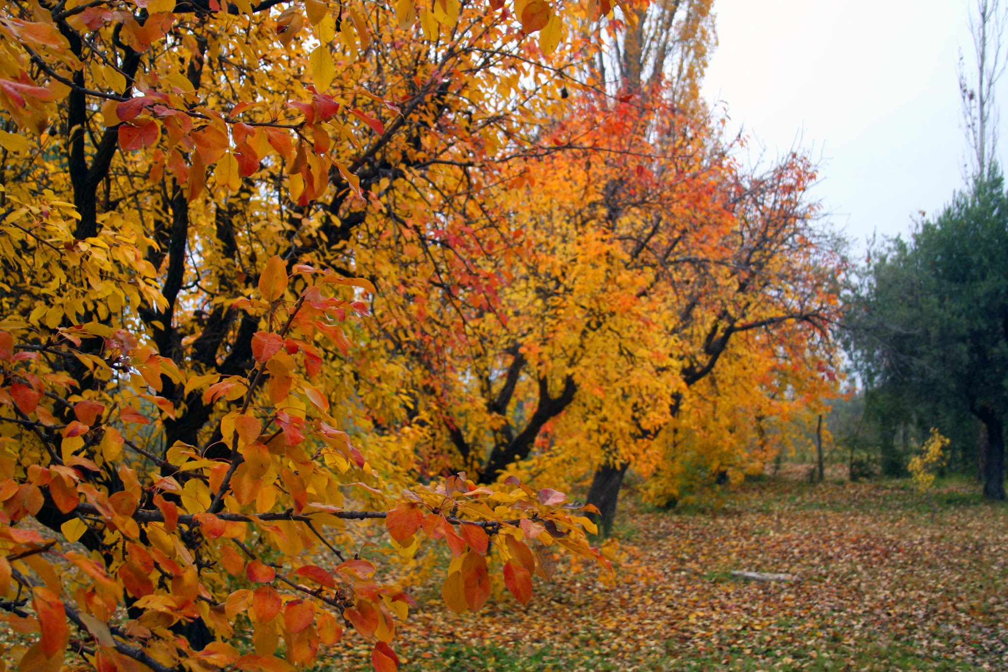Interpretación de «La Follia» de Vivaldi