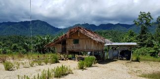 En La Selva Papuana “Fas-Figeri” – N. 4