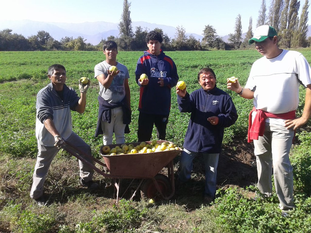 Chile - Cosecha de membrillo en el Hogar