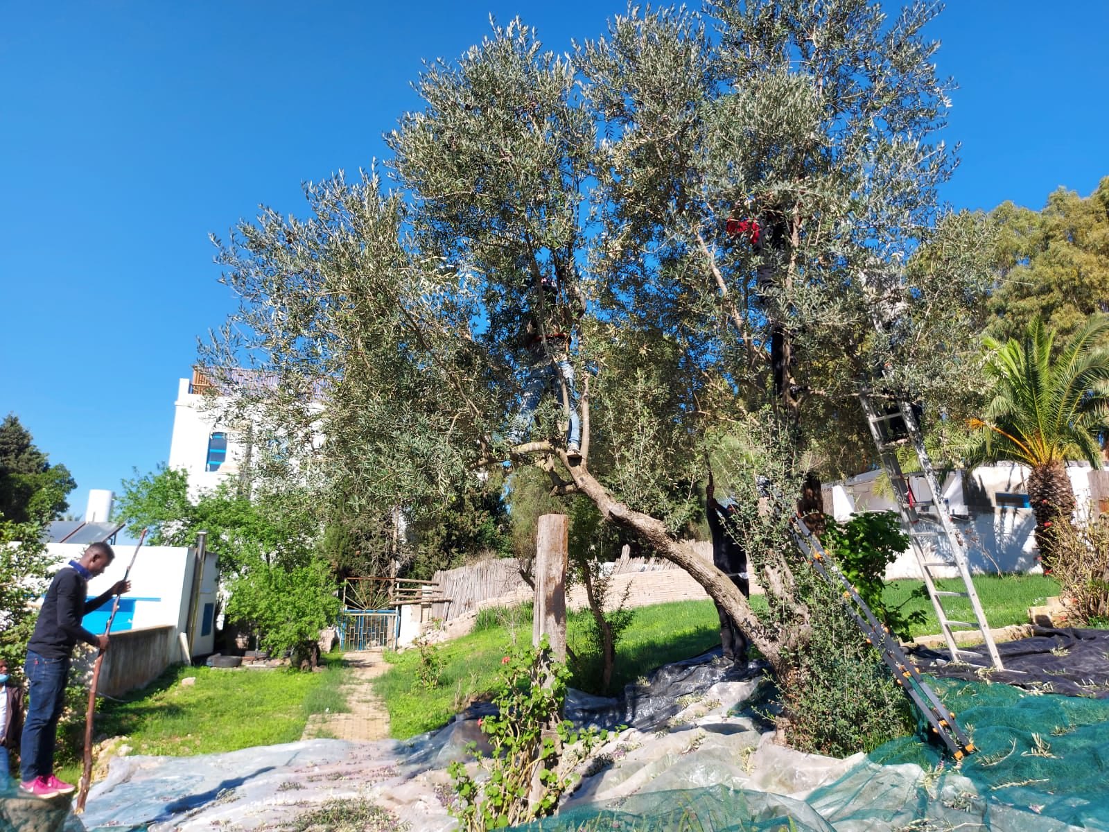 Túnez - Cosecha de olivas