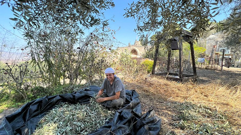 Tierra Santa - Cosecha de las Aceitunas en el Monasterio de Séforis