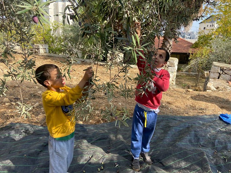 Tierra Santa - Cosechando olivas con los niños del Hogar de Belén